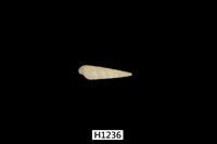 藏品(筍螺一種)的圖片